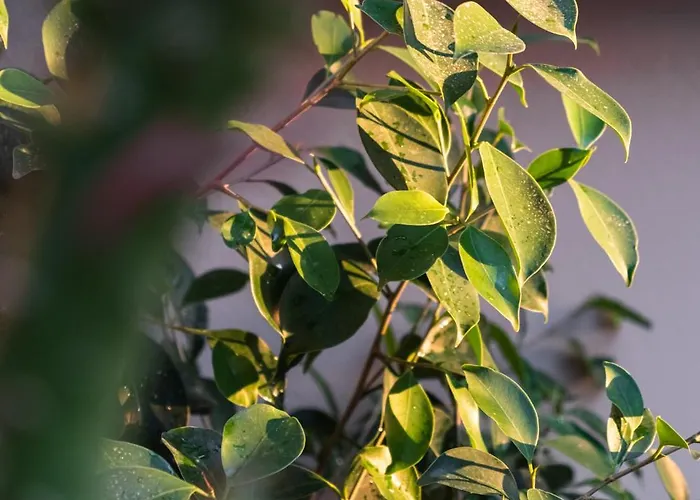 Appartement Mary's Cozy *